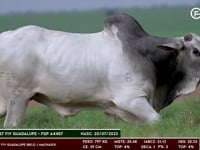 Lote 139