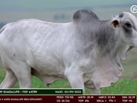 Lote 140