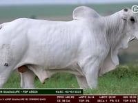 Lote 186