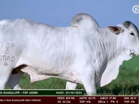 Lote 187