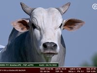 Lote 189