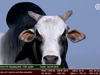 Lote 190