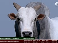 Lote 191
