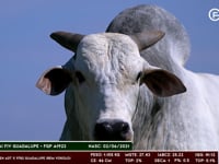 Lote 192