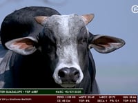 Lote 194