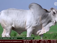 Lote 20