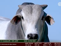 Lote 22