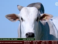 Lote 25