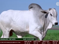 Lote 29