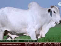 Lote 34