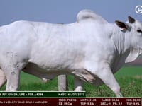 Lote 40