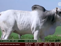 Lote 41