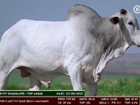 Lote 45