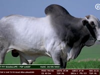 Lote 46