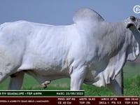 Lote 47