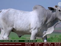 Lote 48