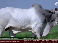 Lote 49