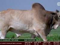 Lote 51