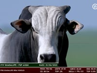 Lote 53