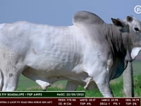 Lote 54