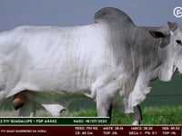 Lote 55