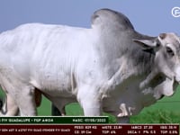 Lote 61