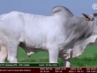 Lote 64