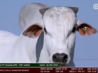 Lote 66