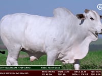 Lote 67