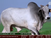 Lote 69