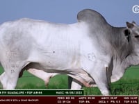 Lote 70