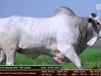 Lote 73