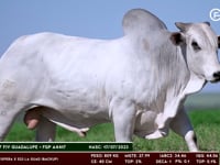 Lote 72