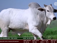 Lote 74