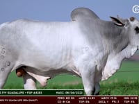 Lote 75