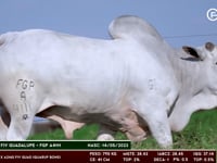 Lote 76