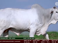 Lote 77