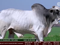 Lote 26