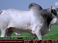 Lote 27