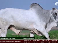 Lote 78
