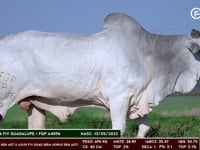 Lote 79