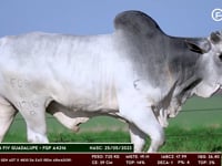 Lote 80
