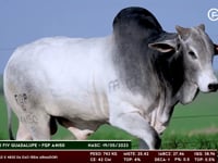 Lote 82
