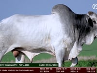 Lote 83