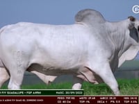 Lote 84