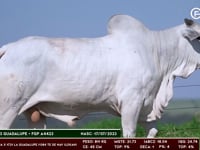 Lote 85