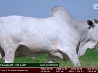 Lote 86