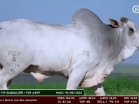 Lote 87