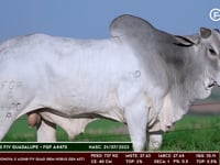 Lote 88