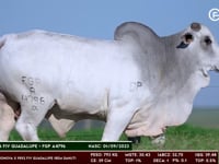 Lote 89